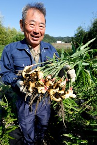 秋の新生姜を甘酢漬けに。陸平さんの収穫作業の画像