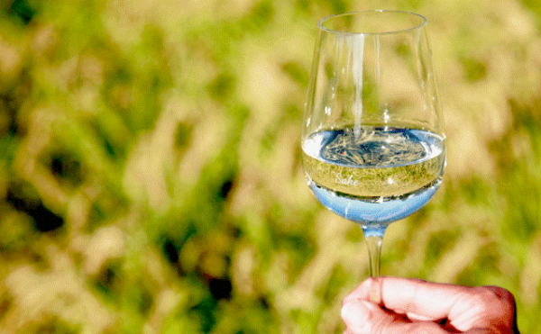 私たちの蔵は、日本で唯一、日本酒、食酢、梅酒を生業として醸す蔵元です。赤酢の原料は自社で醸した日本酒の酒粕。和歌山産山田錦100%、29%精白の初仕込み限定酒「純米大吟醸 雜賀孫市」は、吟醸香とともにキレのあるフレッシュ感あるきれいなお酒です。