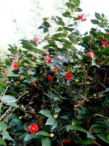 【梅酒蔵】 陸平さんの梅の花、満開!の画像