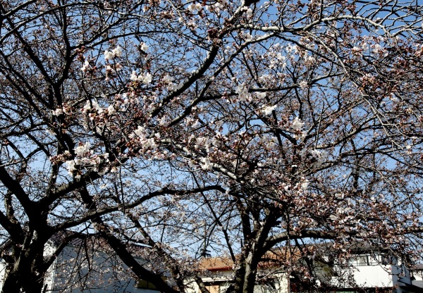 一気に春到来で桜も咲き始めた好天気!